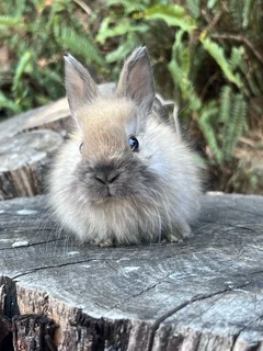 Purebred jersey wooly rabbits