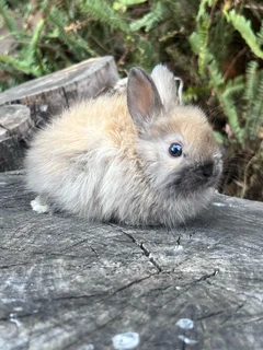 Purebred jersey wooly rabbits