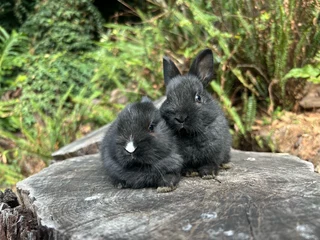 Purebred netherland dwarfs