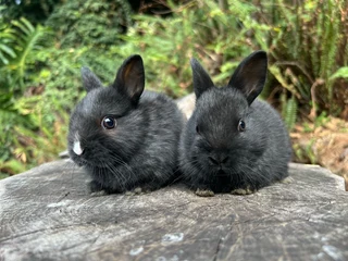 Purebred netherland dwarfs