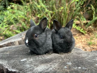 Purebred netherland dwarfs