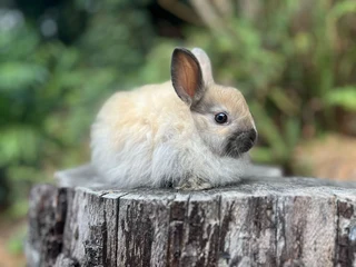 Purebred jersey woolly