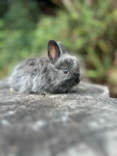 Purebred jersey wooly