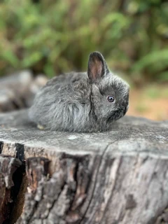 Purebred jersey wooly