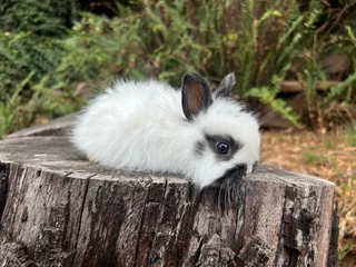 Purebred jersey wooly