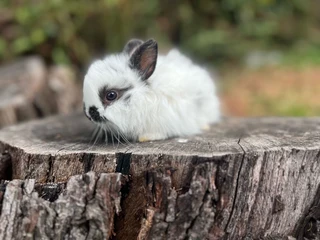 Purebred jersey wooly