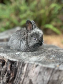 Purebred jersey wooly