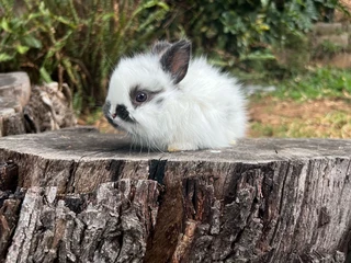 Purebred jersey wooly