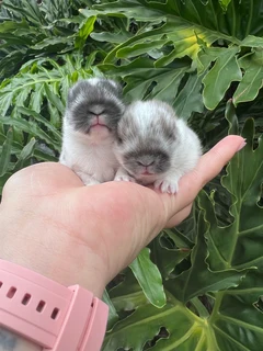 Purebred netherland dwarfs