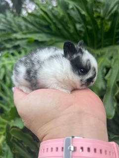 Purebred netherland dwarfs