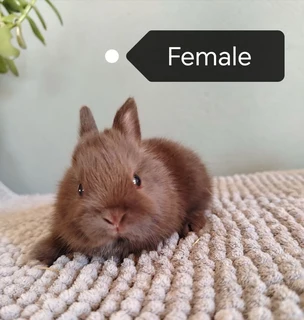 Purebred netherland dwarf