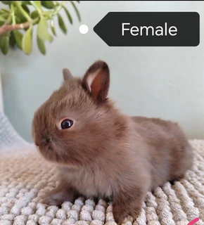 Purebred netherland dwarfs