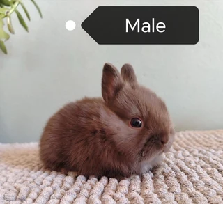 Purebred netherland dwarfs