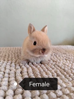 Purebred netherland dwarfs