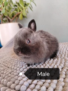 Purebred netherland dwarfs