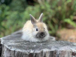 Purebred Jersey wooly/ dwarf angora