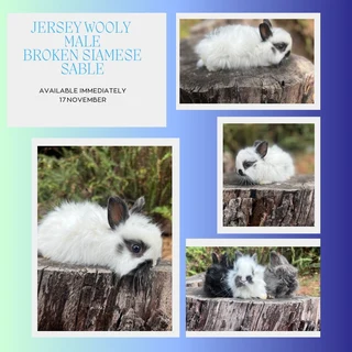 Purebred jersey wooly boy