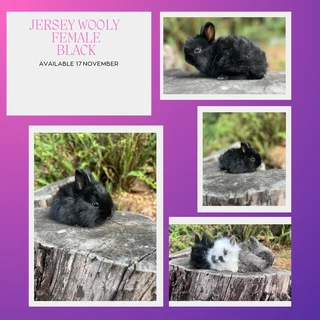 Pure bred jersey wooly girl