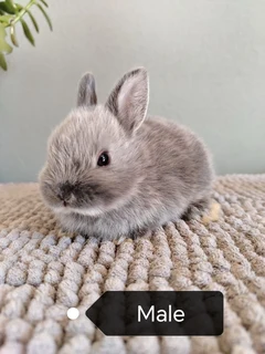 pure bred Netherland dwarf