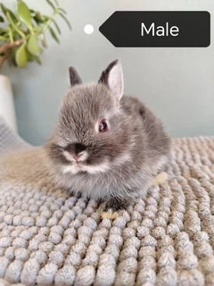 pure bred Netherland dwarf