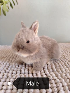pure bred Netherland dwarf