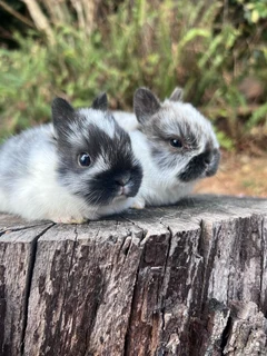 Purebred netherland dwarfs