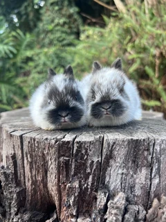 Purebred netherland dwarfs