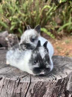 Purebred netherland dwarfs