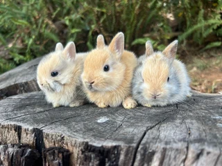 Purebred netherland dwarfs