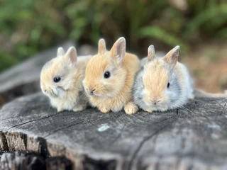 Purebred netherland dwarfs