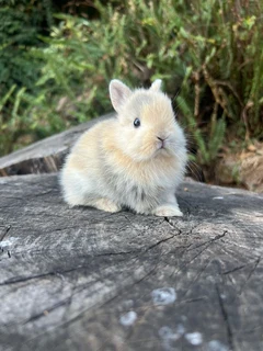 Purebred netherland dwarfs
