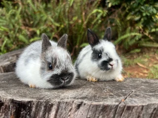 Purebred netherland dwarf