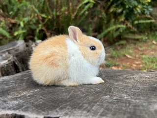 Purebred Netherland dwarf bunnies
