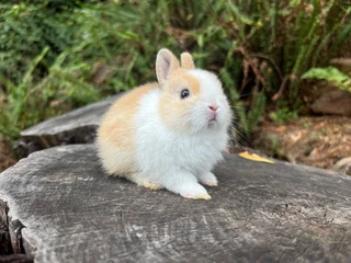 Purebred Netherland dwarf bunnies