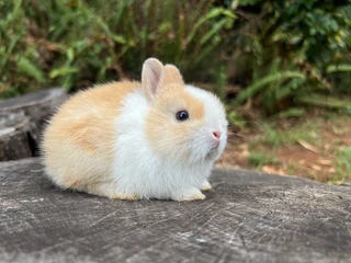 Purebred Netherland dwarf bunnies