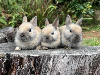 Purebred netherland dwarf