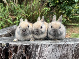 Purebred netherland dwarf