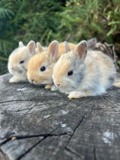 Purebred netherland dwarf