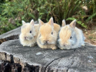 Purebred netherland dwarf