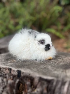 purebred Jersey wooly