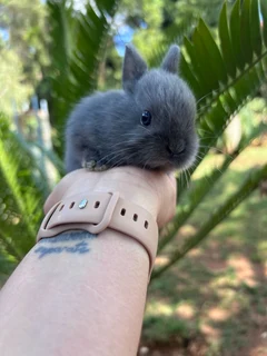 Purebred netherland dwarfs