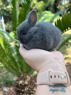 Purebred netherland dwarfs