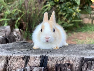Purebred netherland dwarf