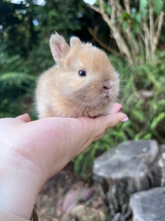 Purebred netherland dwarf
