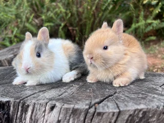 Purebred netherworld dwarfs