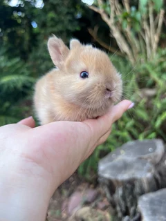 Purebred netherworld dwarfs