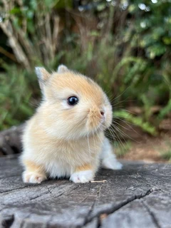 Purebred netherland dwarfs