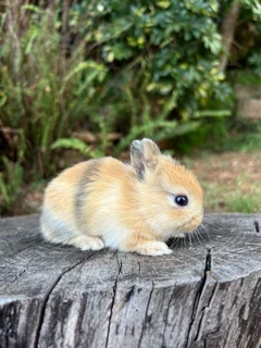 Purebred netherland dwarfs