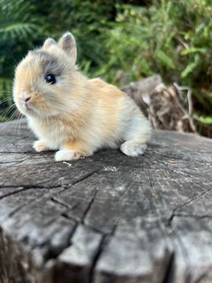 Purebred netherland dwarfs