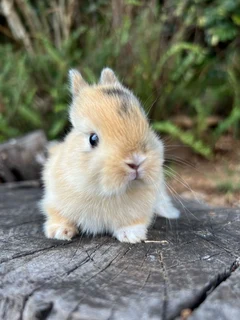 Purebred netherland dwarfs